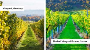 Vineyards in Germany and Sussex